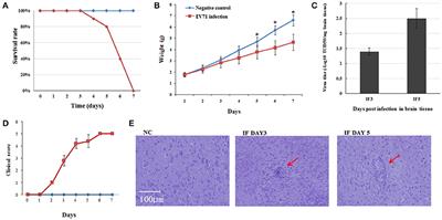 Analysis of miRNAs Involved in Mouse Brain Damage upon Enterovirus 71 Infection